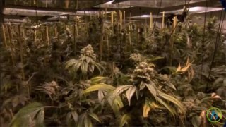 Pennsylvania Legalize Medical Marijuana