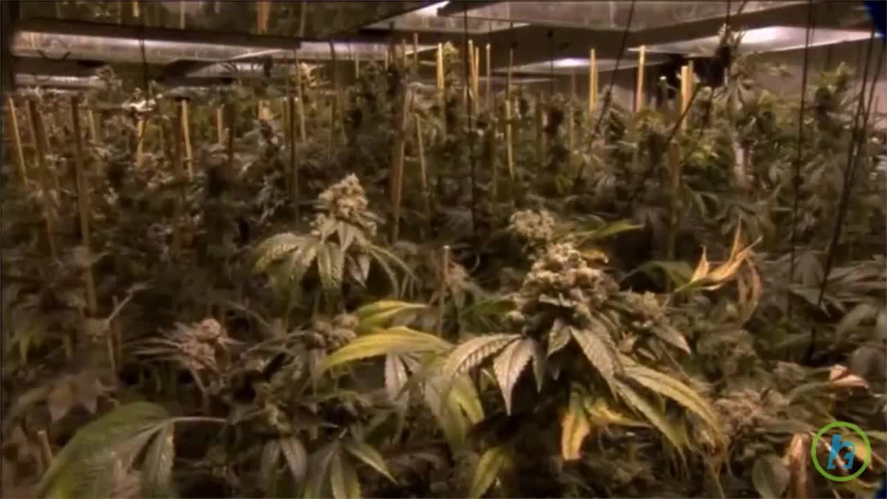 Pennsylvania Legalize Medical Marijuana