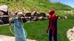 DOUBLE WEDDING FROZEN ELSA MARRIES JOKER?¿?¿ MALEFICENT MARRIES SPIDERMAN PRANK IN 4K