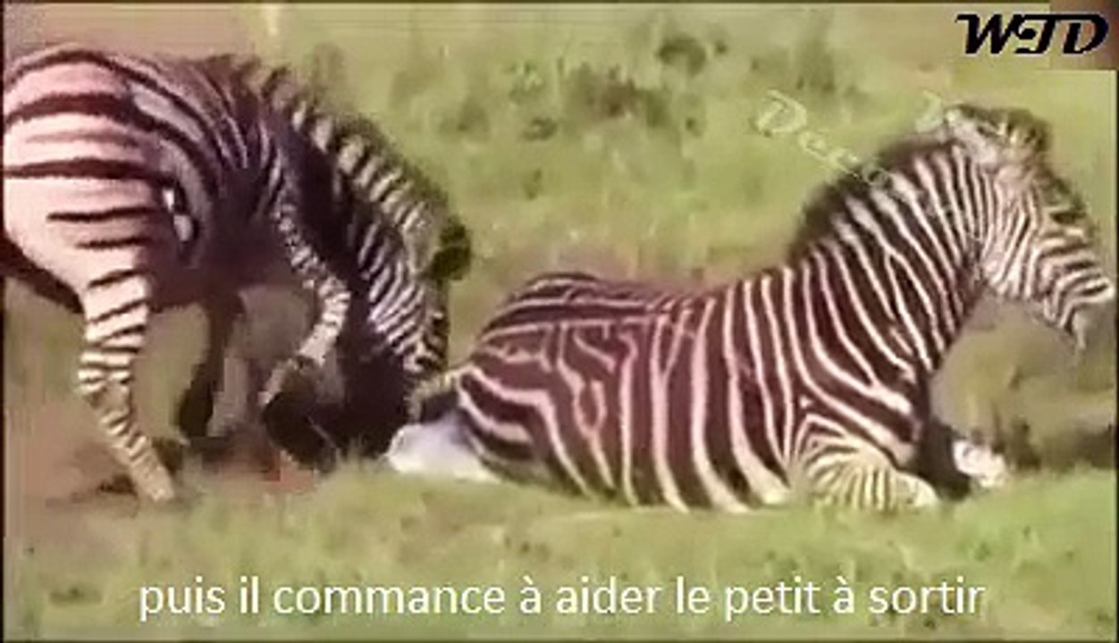INCOYABLE!!!!!!! naissance émouvante