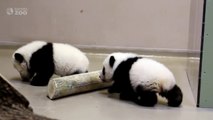 Toronto Zoo Giant Panda Cubs Walking at 4 Months Old!