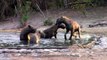 Hyenas playing like kids in pool - Kruger National Park,South Africa.