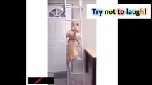 Chien qui descend l'echelle, tout seul - video gag