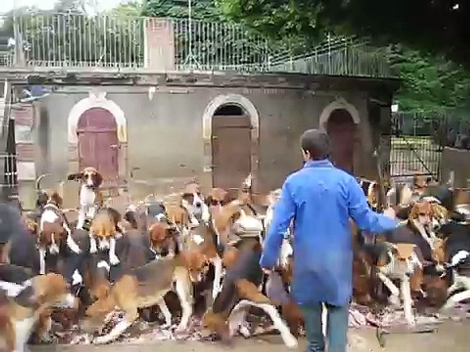 How to Feed Hunting Dogs - Amazing Organization
