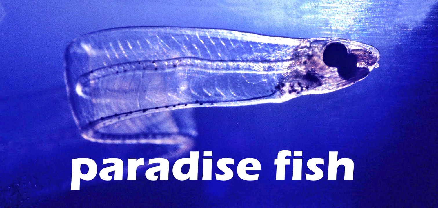 paradise fish ever seen