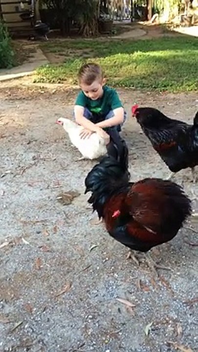 Watch World's Most Affectionate Chicken