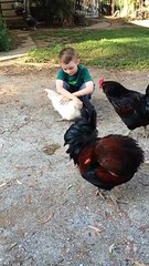 Watch World's Most Affectionate Chicken