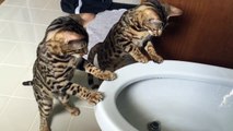 Bengal Cats Playing with Bidet Water
