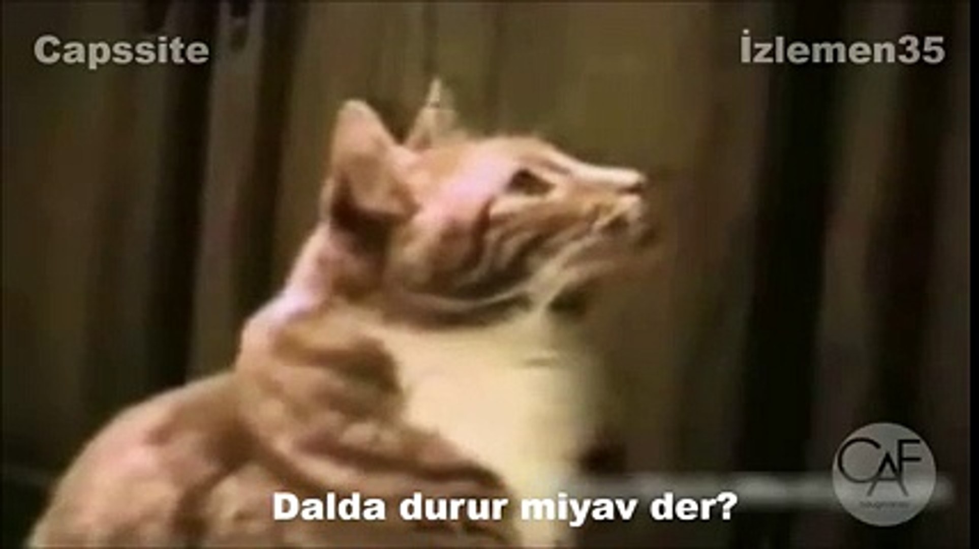 Кот говорит алло. Видео говорящие коты. Говорящие коты и кошки видео приколы. Long Johnson Cat.