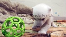 Toronto Zoo Female Polar Bear Cub at 2 Months Old