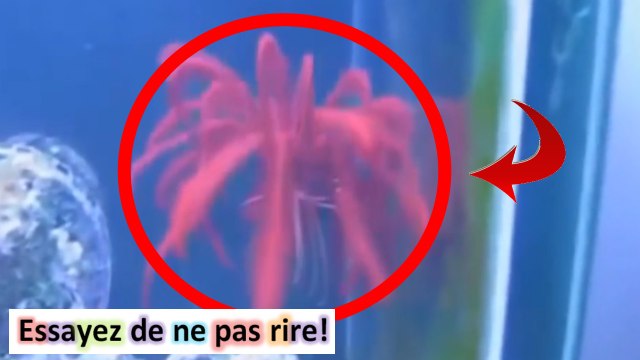 LES VIDEOS LES PLUS DRÔLES - ESSAYEZ DE NE PAS RIRE Compilations Vidéos Drôles #64