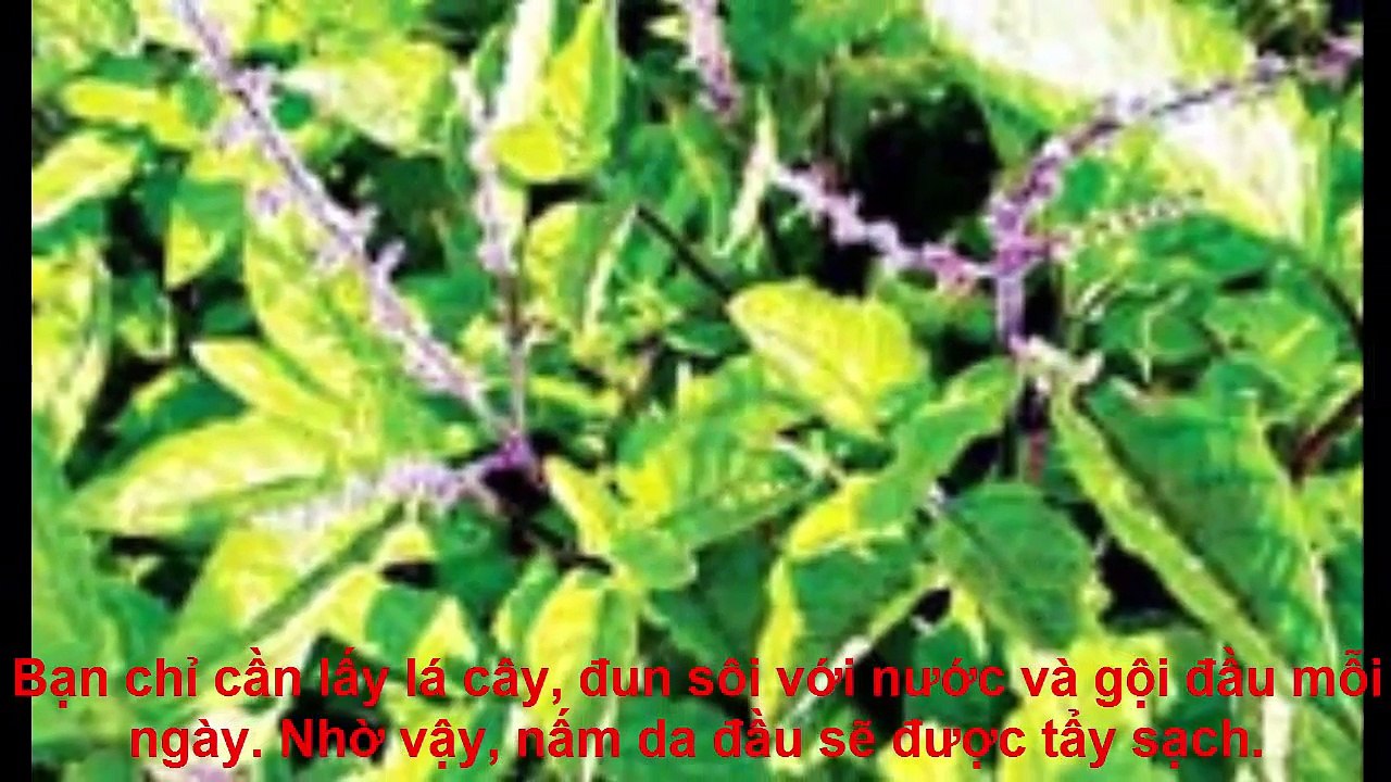 3 cách trị nấm da đầu bằng thảo dược an toàn hiệu quả bạn