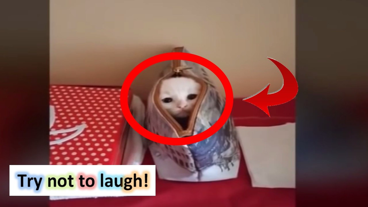 Compilation funny pranks - funny people [NEW] Epic Fail Compilation [NEW] #1  Best Fails/Wins of the year #65