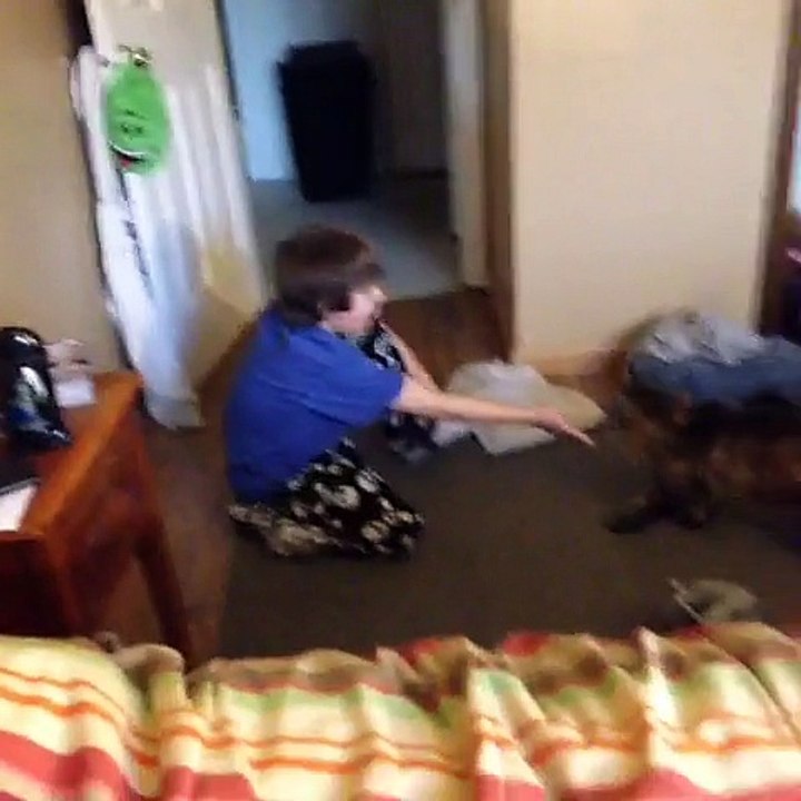 funny cats2 comedy very funny