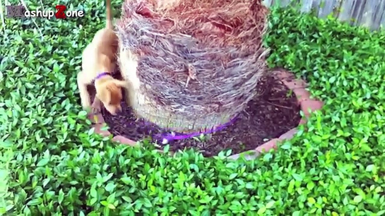 Funny_Dogs_A_Funny_Dog_Videos_Compilation_2016