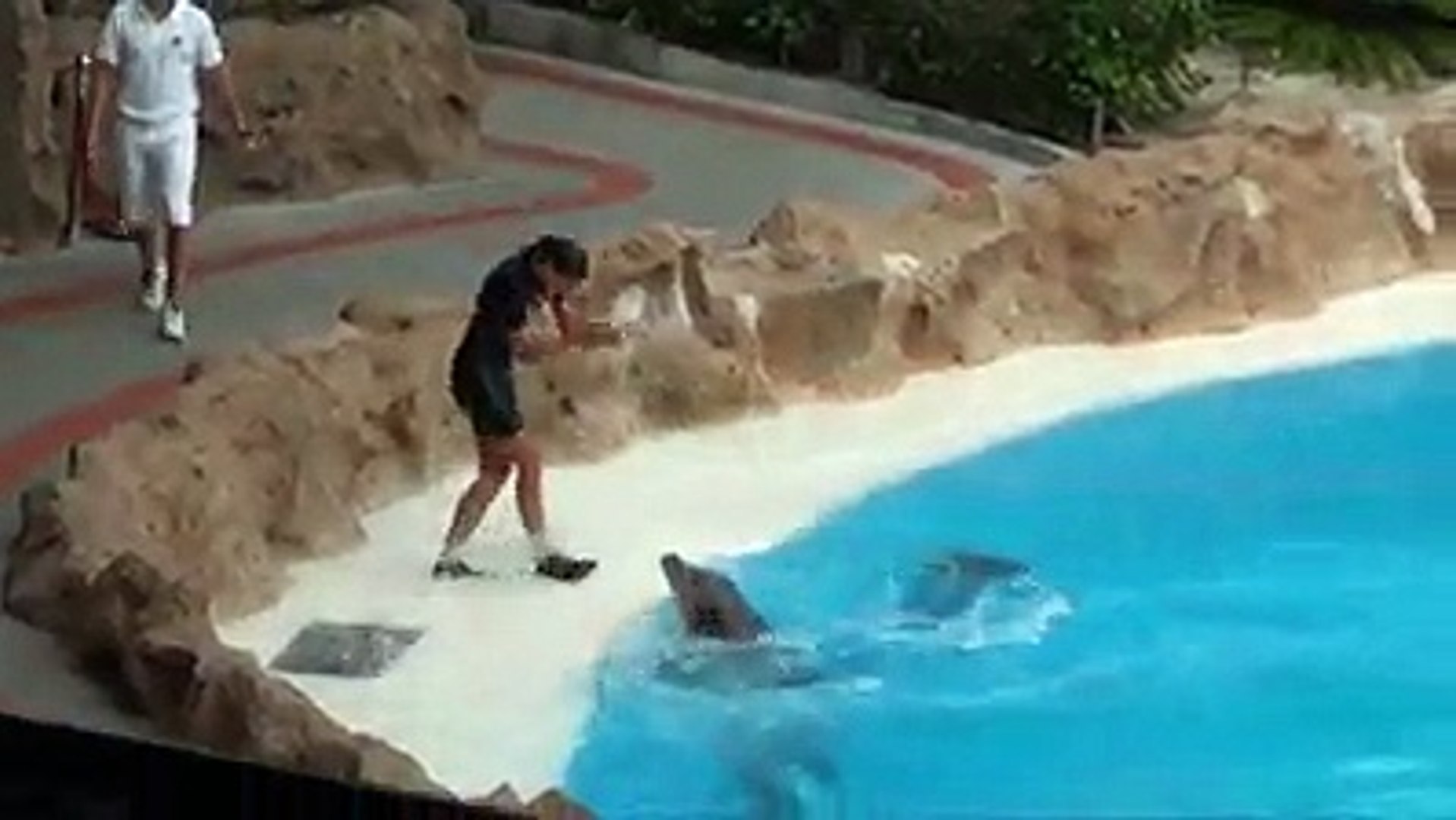 Playing With Dolphins