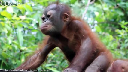 Man fand Didik abgemagert und dem Tod nah, doch nun geht es ihm mit jedem Tag besser.
