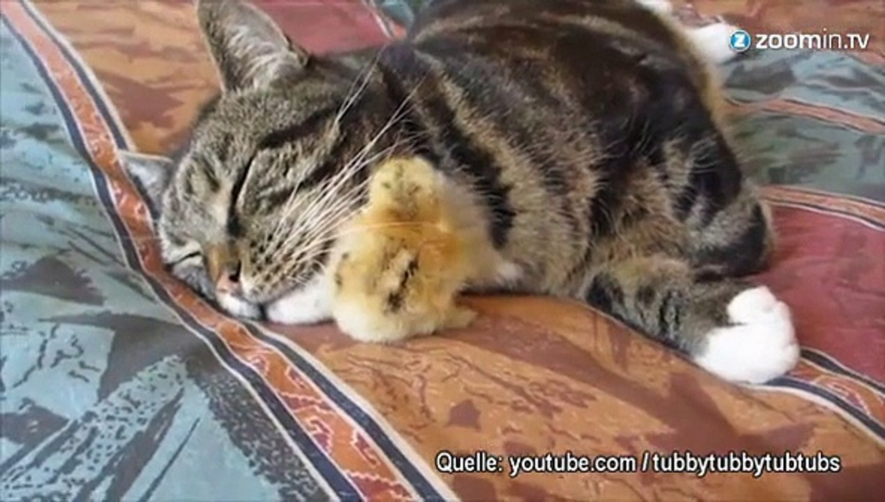 Ein Kamikaze-Küken und eine Katze, kann das gut gehen?