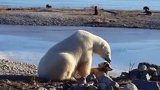 Un ours a des gestes de tendresse envers un chien !