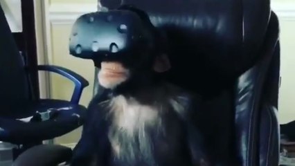 Ce singe teste la réalité virtuelle