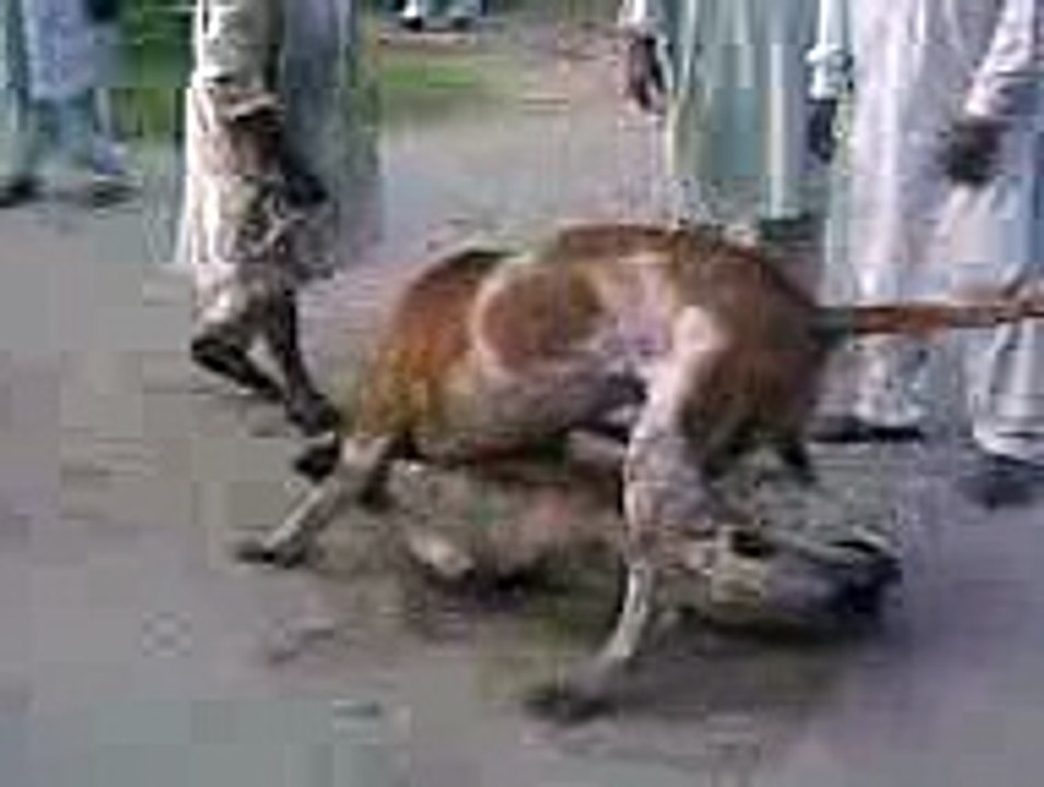 Tamasha Dog Fight