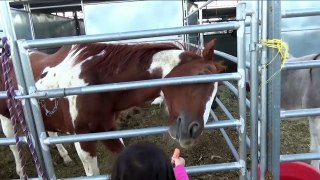 Petting ZOO at the Farm Feeding Horses part2