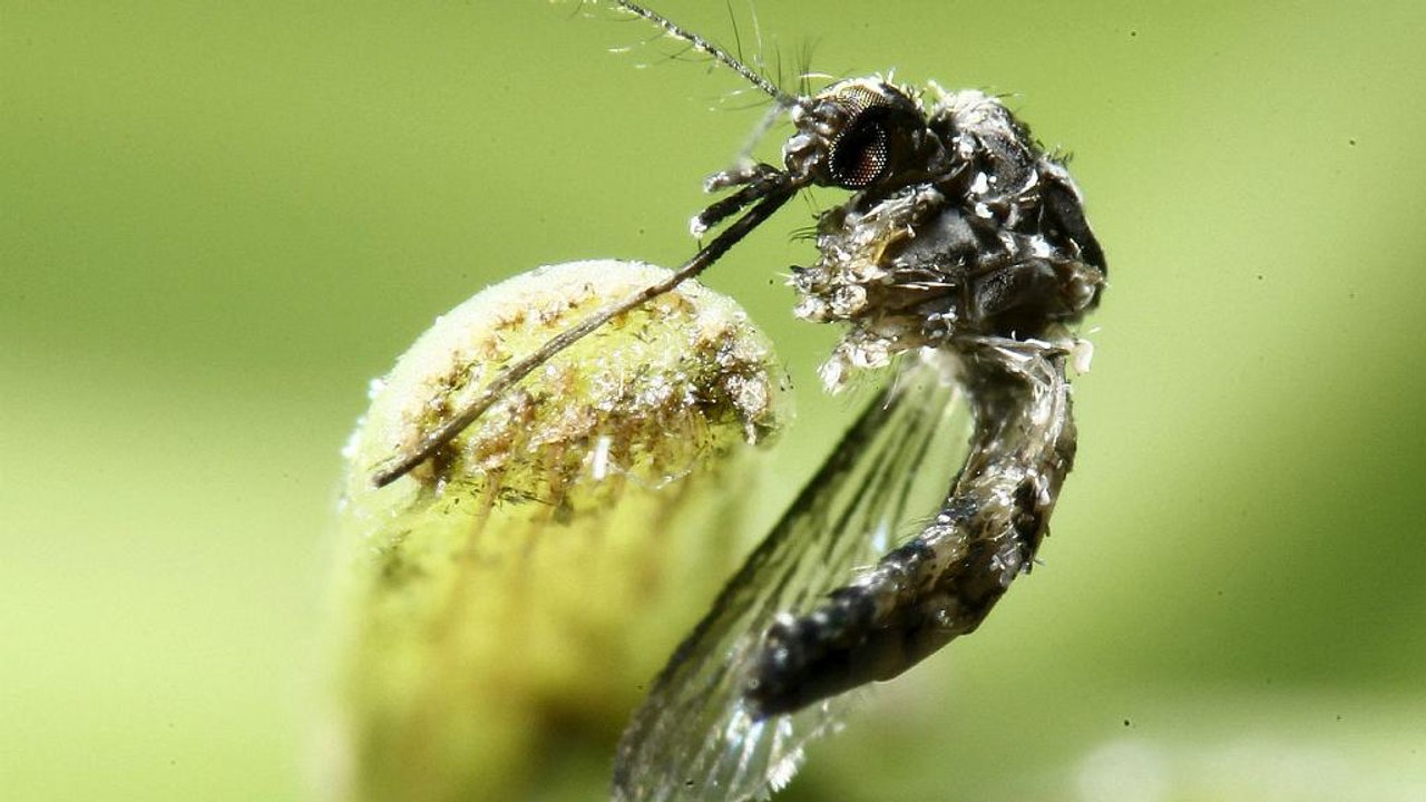 Zika: who hebt globalen gesundheitsnotstand auf