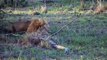 ▶ Amazing Hunt ! 4 Male Lions Take Down 3 Buffalo within Minutes ! Kruger National Park.