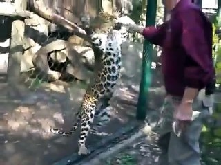 ‫حينما يكون الزائر هو الفريسة‬‎