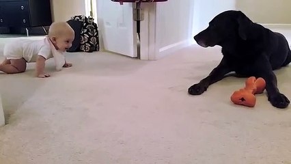 Baby's first crawl with her dog... what a cute ending! - YouTube