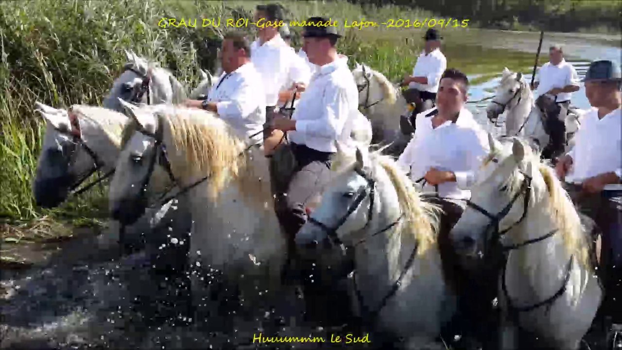 GRAU DU ROI-Gase manade Lafon-2016/09/15-gaze-gaso