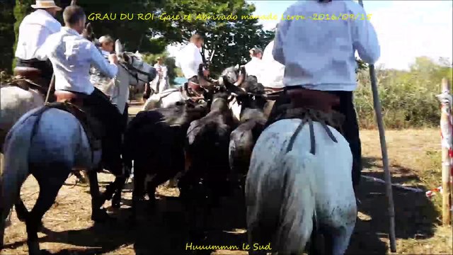 GRAU DU ROI-Gase et Abrivado Longue-manade Leron-2016/09/15-Gaze-gaso