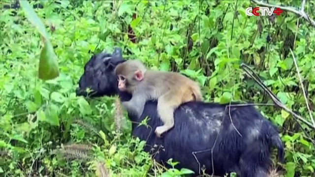 Un singe et une chèvre deviennent inséparables