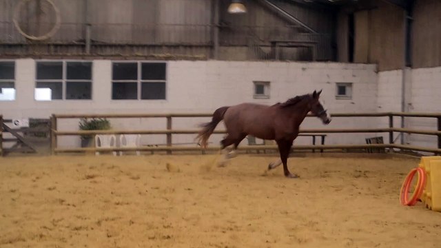 Un souvenir un peu Foufou de monsieur cheval