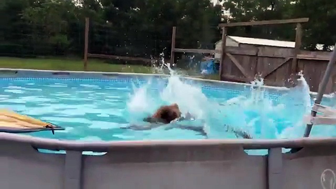 A bear approaches a pool. What this does is incredible