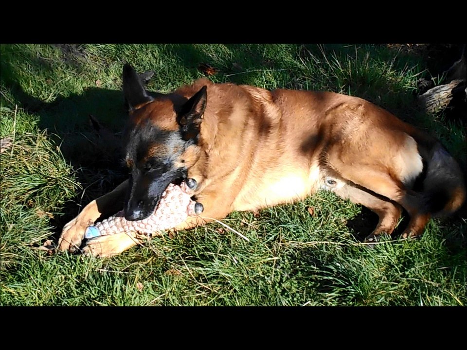 Haïko et son jouet
