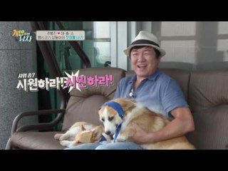 [심쿵주의] 견생 최초 여름 맞는 대중소, 얼음찜질 넘나 좋은 것!