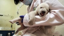 Toronto Zoo Female Polar Bear Cub at 6 Weeks old