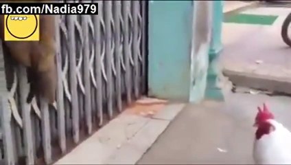 Funny Monkey Attack On Hen | New Best Funny Animal 2016