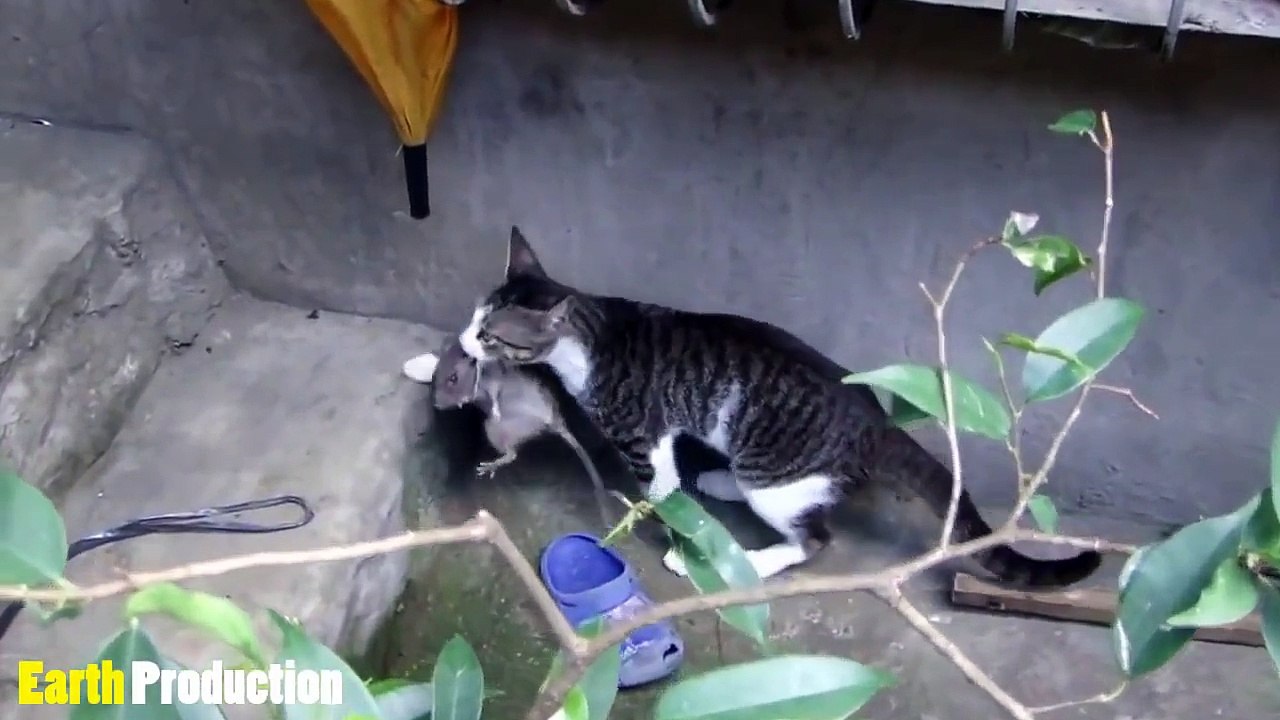 Funny Cats | Cat Hunting Compilation 2016