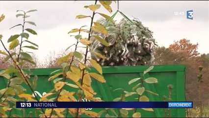Ariège : quand des hélicoptères récoltent les sapins de Noël