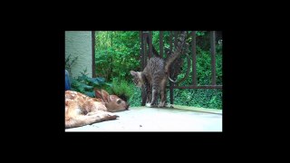 Kitten Is Super Excited To See Baby Deer On Front Porch!