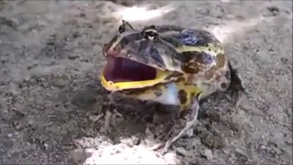 Epic Fail Compilation [NEW] #66  Best Fails/Wins of the year