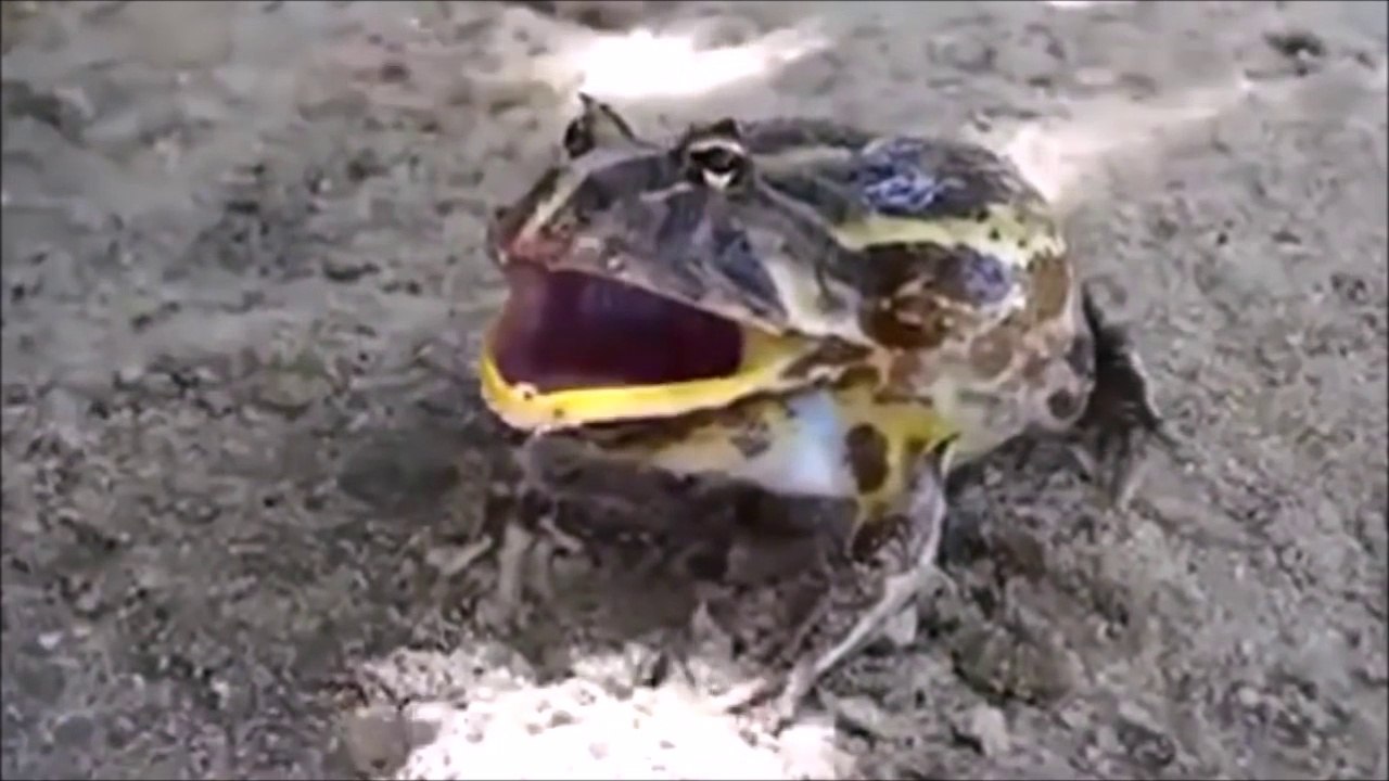Epic Fail Compilation [NEW] #66  Best Fails/Win...