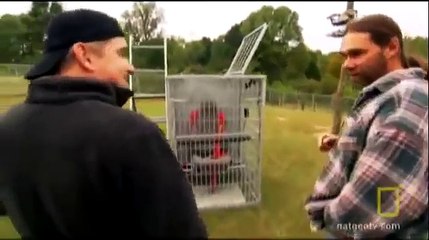 Brown Bear Attack - Bear Attack people - YouTube