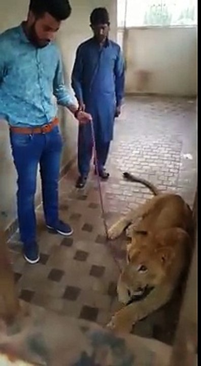 Lion is always A Lion Never Judge Them