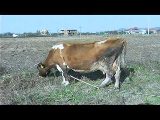 Dermatoza, në Lezhë mungon vaksina - Top Channel Albania - News - Lajme