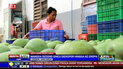 Manisnya Mangga Gedong Gincu Merambah Timur Tengah dan Eropa