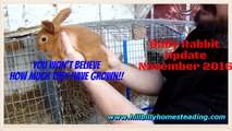 Rabbits - Baby Rabbit Update November 2016.mp4