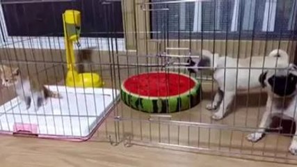 Deux chiens ont peur d'un chaton